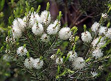 Melaleuca alternifolia